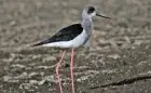 Grey heron Elephantine Island — observed on the private Aswan bird watching tour